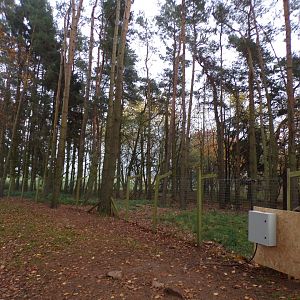Reeve’s muntjac enclosure (3)