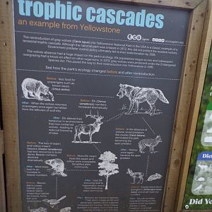 Yellowstone wolf signage