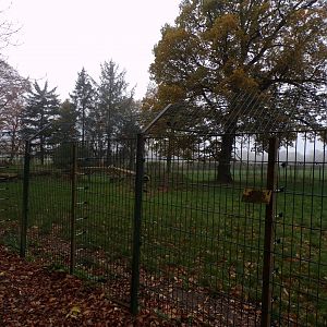 Eurasian wolf enclosure