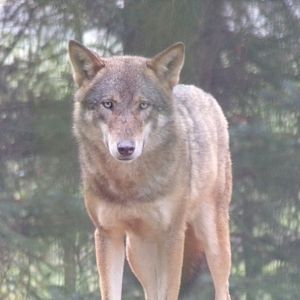 Eurasian wolf