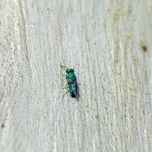 Cuckoo Wasp, Primeuchroeus sp.