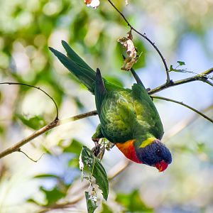Rainbow Lorikeet