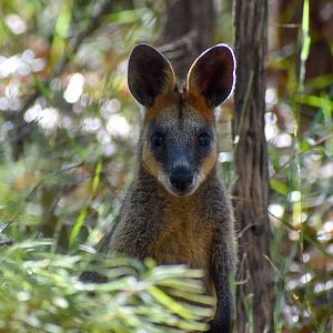 Swamp Wallaby