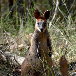 Swamp Wallaby