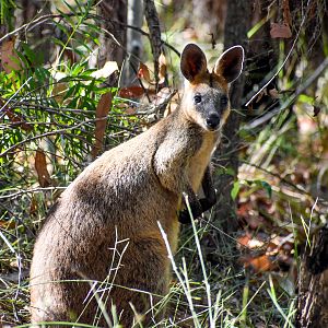 Swamp Wallaby