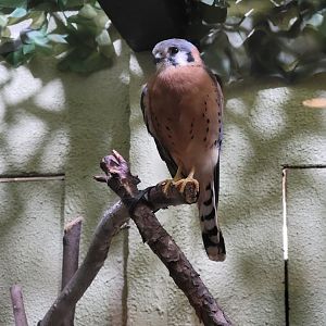 Museum of Life+Science - Carolina Wildlife, American Kestrel