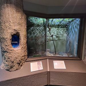 Museum of Life+Science - Carolina Wildlife, American Kestrel exhibit with tiger salamander on right