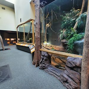 Museum of Life+Science - Carolina Wildlife, American alligators