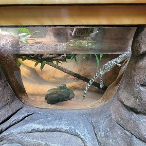 Museum of Life+Science - Carolina Wildlife, American alligators