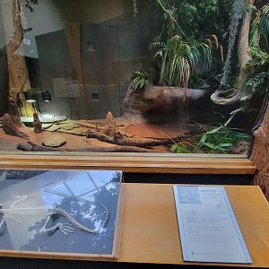 Museum of Life+Science - Carolina Wildlife, American alligators
