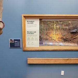 Museum of Life+Science - Carolina Wildlife, former muskrat exhibit