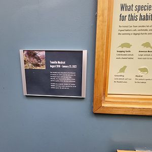 Museum of Life+Science - Carolina Wildlife, sign about muskrat dying
