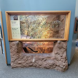 Museum of Life+Science - Carolina Wildlife, former muskrat exhibit