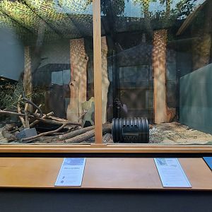 Museum of Life+Science - Carolina Wildlife, American mink