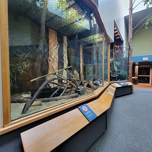 Museum of Life+Science - Carolina Wildlife, American mink