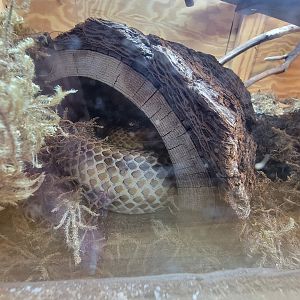 Museum of Life+Science - Carolina Wildlife, "yellow rat snake" (eastern rat snake)