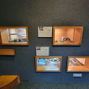 Museum of Life+Science - Carolina Wildlife, Eastern rat snake (top two) and eastern box turtle (bottom two)