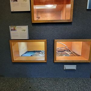 Museum of Life+Science - Carolina Wildlife, Eastern box turtle