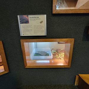 Museum of Life+Science - Carolina Wildlife, plain-bellied water snake