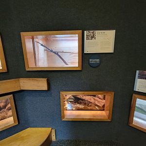 Museum of Life+Science - Carolina Wildlife, northern pine snake (both upper and lower windows)