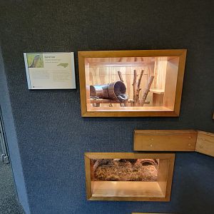 Museum of Life+Science - Carolina Wildlife, "black rat snake" (another eastern rat snake), both windows
