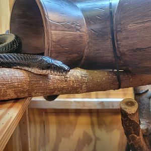 Museum of Life+Science - Carolina Wildlife, "black rat snake" (another eastern rat snake)