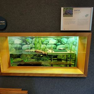 Museum of Life+Science - Carolina Wildlife, spotted turtle