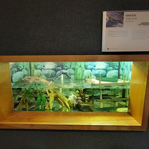 Museum of Life+Science - Carolina Wildlife, painted turtle