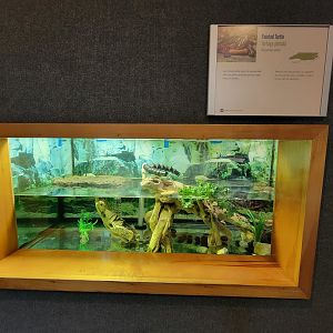 Museum of Life+Science - Carolina Wildlife, painted turtle