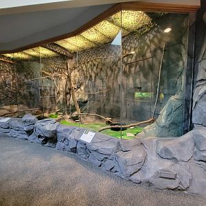 Museum of Life+Science - Carolina Wildlife, Merlin