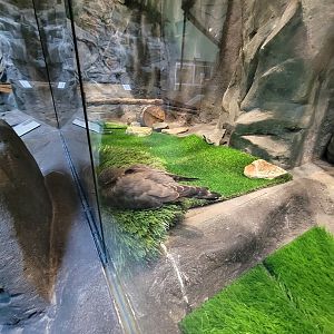 Museum of Life+Science - Carolina Wildlife, Merlin