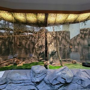 Museum of Life+Science - Carolina Wildlife, Merlin