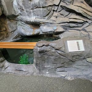Museum of Life+Science - Carolina Wildlife, fish tank #2