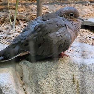 Museum of Life+Science - Carolina Wildlife, mourning dove
