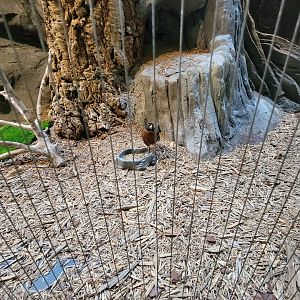 Museum of Life+Science - Carolina Wildlife, American robin