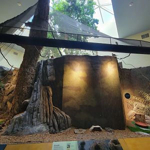 Museum of Life+Science - Carolina Wildlife, Aviary