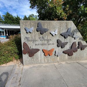 Museum of Life+Science - Magic Wings Butterfly House