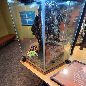 Museum of Life+Science - Magic Wings, Madagascar hissing cockroach