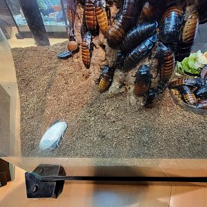 Museum of Life+Science - Magic Wings, albino Madagascar hissing cockroach