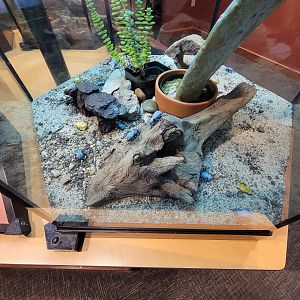 Museum of Life+Science - Magic Wings, blue death feigning beetle