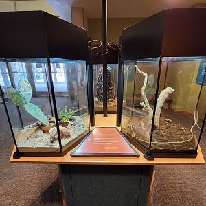 Museum of Life+Science - Magic Wings, first trio of exhibits