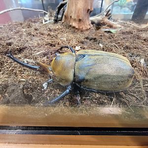 Museum of Life+Science - Magic Wings, elephant beetle (Megasoma elephas)