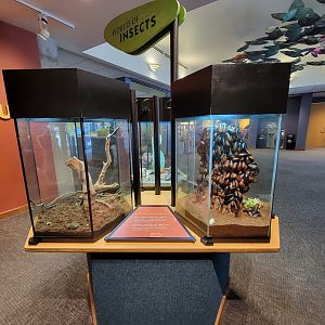 Museum of Life+Science - Magic Wings, first trio of exhibits