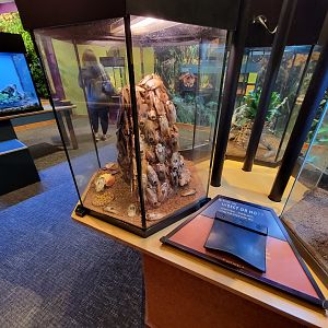 Museum of Life+Science - Magic Wings, giant cave cockroach