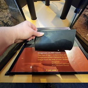 Museum of Life+Science - Magic Wings, Is it an insect or not?