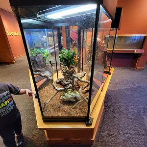 Museum of Life+Science - Magic Wings, giant vinegaroon (Mastigoproctus giganteus)