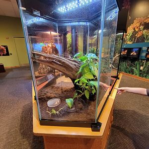 Museum of Life+Science - Magic Wings, goliath birdeating spider