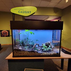 Museum of Life+Science - Magic Wings, poison dart frogs