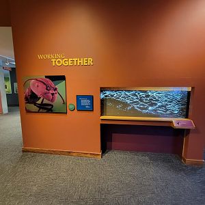 Museum of Life+Science - Magic Wings, ants
