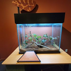 Museum of Life+Science - Magic Wings, giant Malaysian walking stick